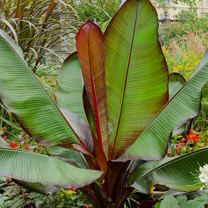 Close-up of an Ensete Banana tree showcasing large green paddle-shaped leaves with prominent red midribs and reddish leaf margins growing in a lush garden bed.