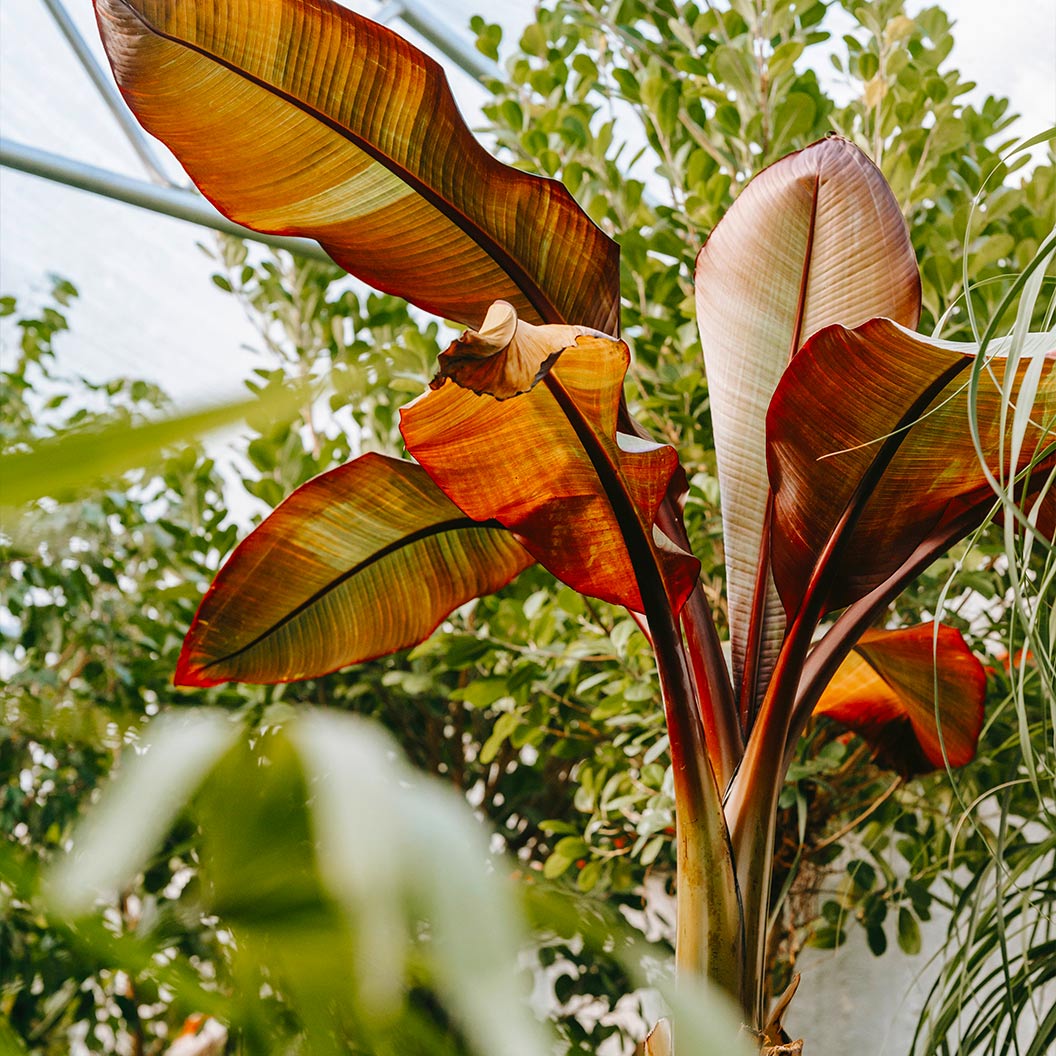 An Ensete Banana plant with large, reddish-green ornamental leaves and a thick stalk growing inside a greenhouse surrounded by lush green foliage.