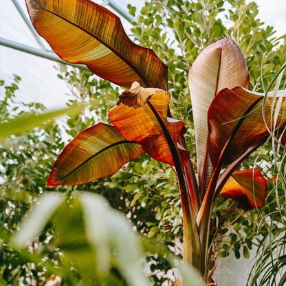 An Ensete Banana plant with large, reddish-green ornamental leaves and a thick stalk growing inside a greenhouse surrounded by lush green foliage.