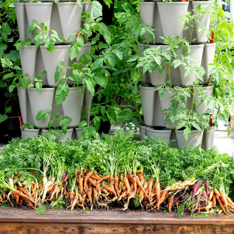 Freshly pulled orange and purple carrots with leafy tops lie in a row on a wooden surface in front of two stacked, five-tier grey vertical planters growing bushy tomato plants.