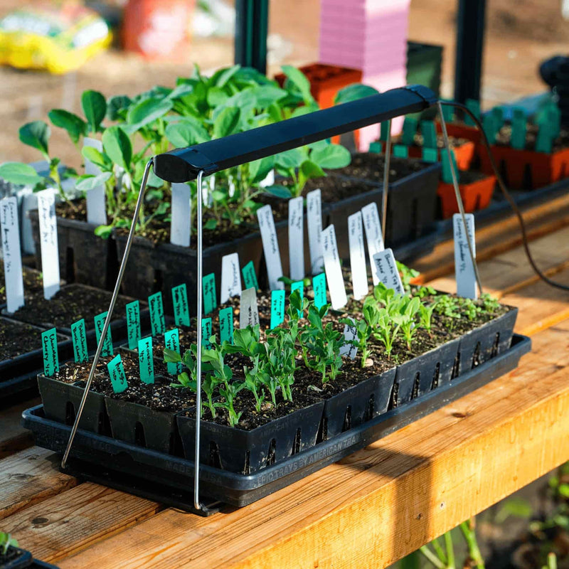Seedling tray with labeled plant starts sitting under a black Epic Seed Starting Grow Light on a wooden workbench.