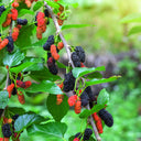 Clusters of ripening red and black mulberries on a leafy branch.