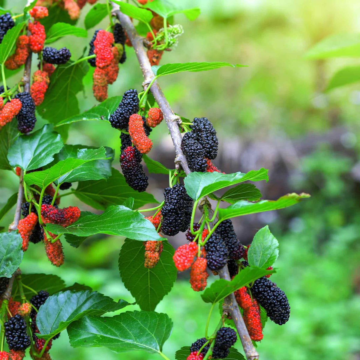 Clusters of ripening red and black mulberries on a leafy branch.