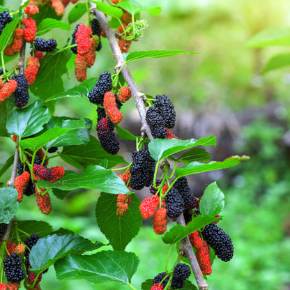 Clusters of ripening red and black mulberries on a leafy branch.