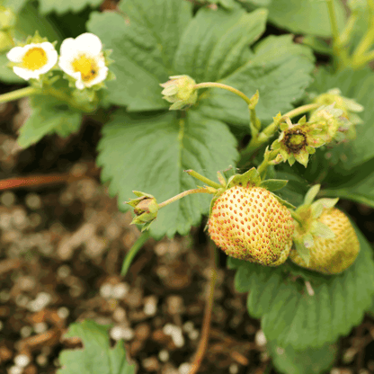 Close-up view of an Everbearing Strawberry plant featuring white flowers with yellow centers and unripened pale-yellow berries growing among green leaves.