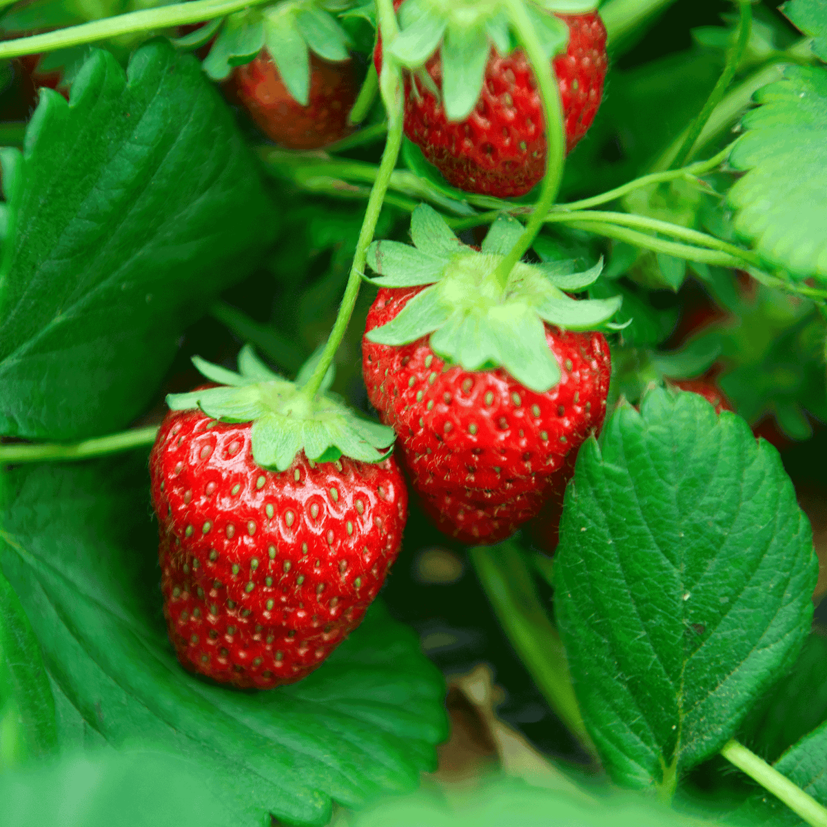 Ripe red Everbearing Strawberries growing amidst green leaves.