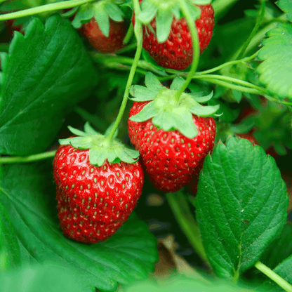 Ripe red Everbearing Strawberries growing amidst green leaves.