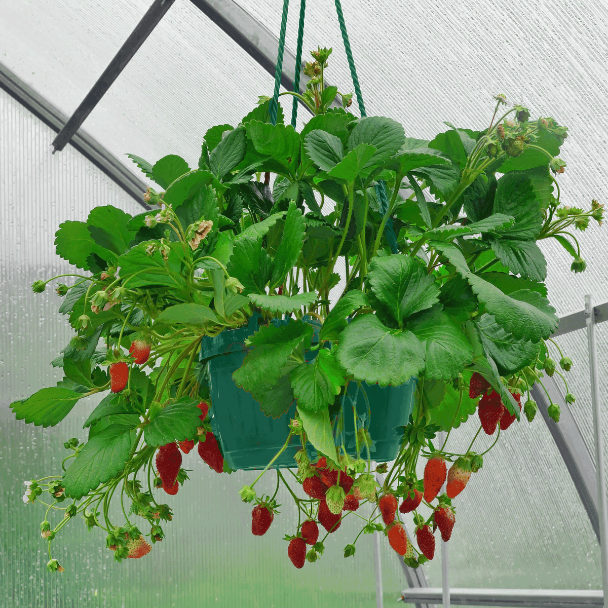 Everbearing Strawberry plant with ripe red fruit growing in a hanging basket.