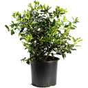 Young potted Nellie Stevens Holly bush with dense green spiky leaves growing in a black nursery container.