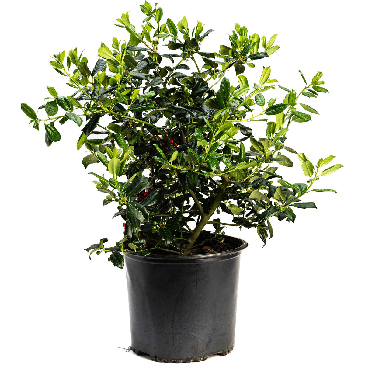 Young potted Nellie Stevens Holly bush with dense green spiky leaves growing in a black nursery container.
