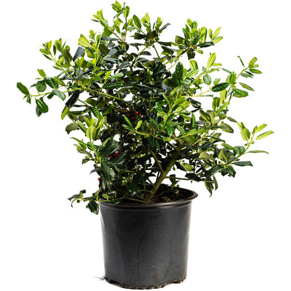 Young potted Nellie Stevens Holly bush with dense green spiky leaves growing in a black nursery container.
