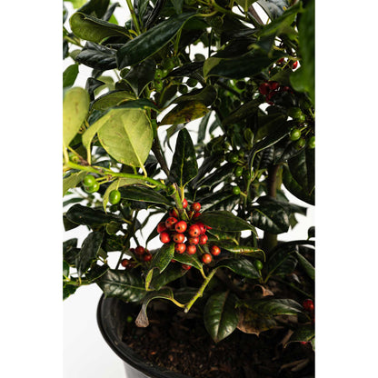 Potted Nellie Stevens Holly plant with red and green berries on a white background.