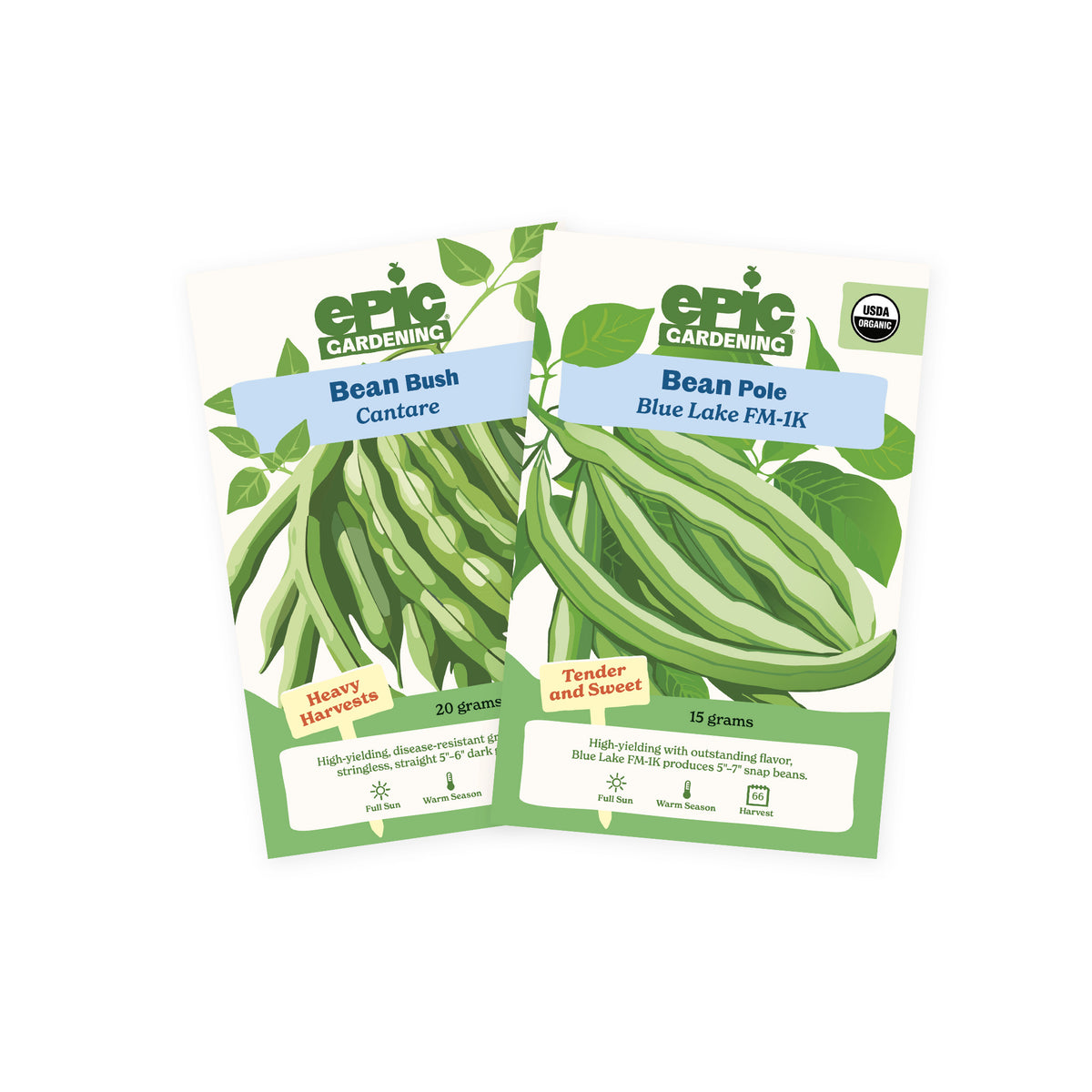 Two Epic Gardening seed packets from the Bean 2-Pack arranged side-by-side on a plain white background, featuring Cantare bush beans and Blue Lake FM-1K organic pole beans.