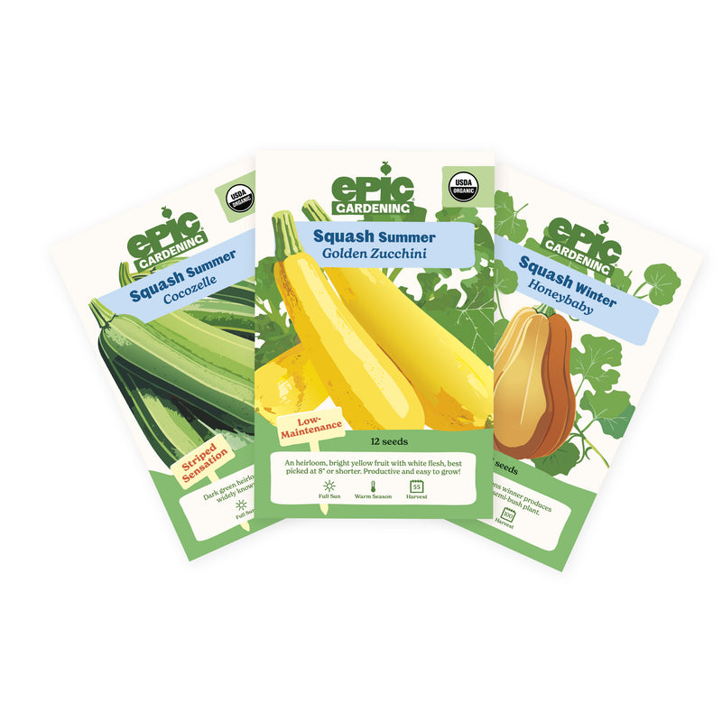Three Epic Gardening seed packets from the Squash Bundle arranged in a fan shape on a plain white background, including Cocozelle Summer Squash, Golden Zucchini Summer Squash, and Honeybaby Winter Squash.