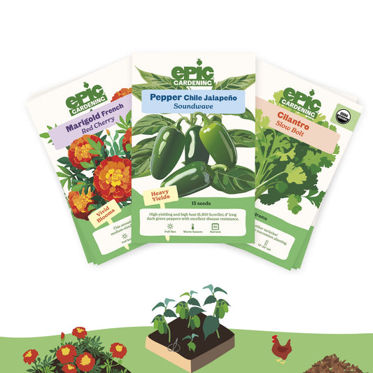 Three seed packet cards from Epic Gardening are fanned out against a white background, with illustrated garden plants, flowers, and a chicken along the bottom. The packets show varieties: Marigold French Red Cherry, Pepper Chile Jalapeño Soundwave, and Cilantro Spice Bolt.