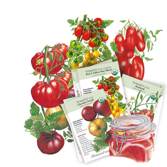 Tomato seeds packets with illustrations of tomatoes and packaging on a white background