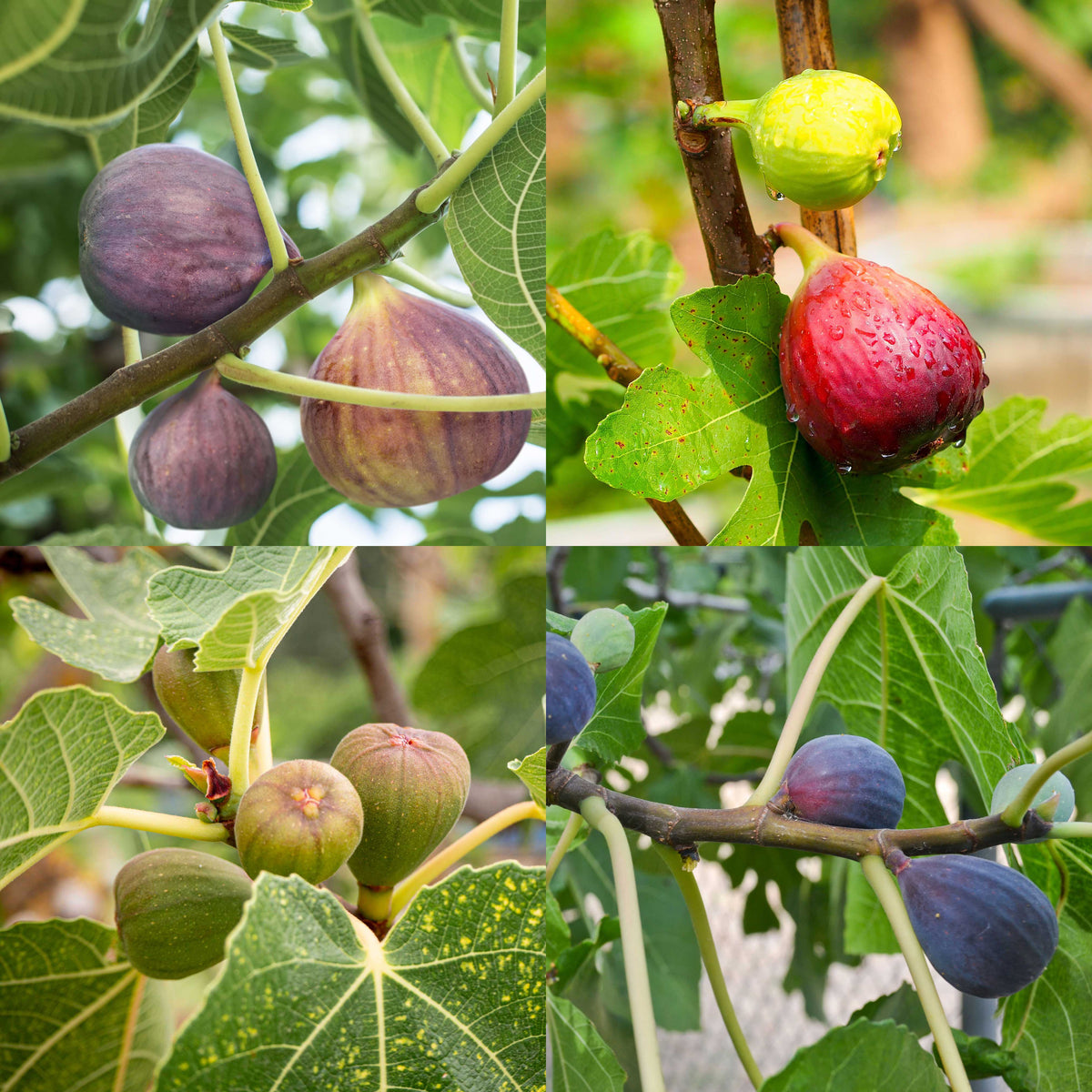 A four-panel grid showcasing four different fig varieties growing on branches, including dark purple Black Mission figs, reddish-brown Brown Turkey figs, and bright green figs among lush leaves.