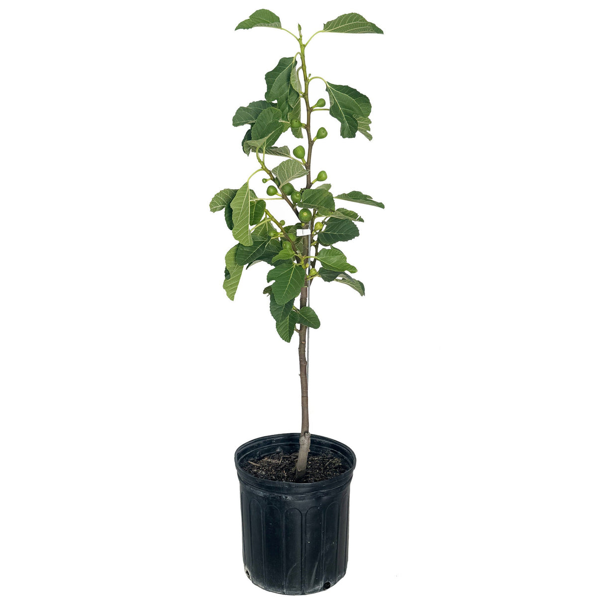 A tall, tree-form Fignomenal Fig plant grown in a black nursery pot, with a slender trunk, leafy top canopy, and small green figs growing on its branches, isolated on a plain white background.