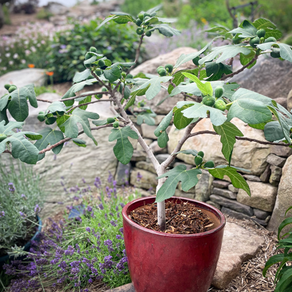 A dwarf Fignomenal Fig tree planted in a red terracotta pot outdoors, bearing small green figs amidst lobed foliage, set against a stone garden wall and flowering purple lavender.
