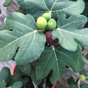Close-up of a Fignomenal Fig plant featuring green, unripe figs and one dark purple, ripe fig nestled among large, deeply lobed green leaves.