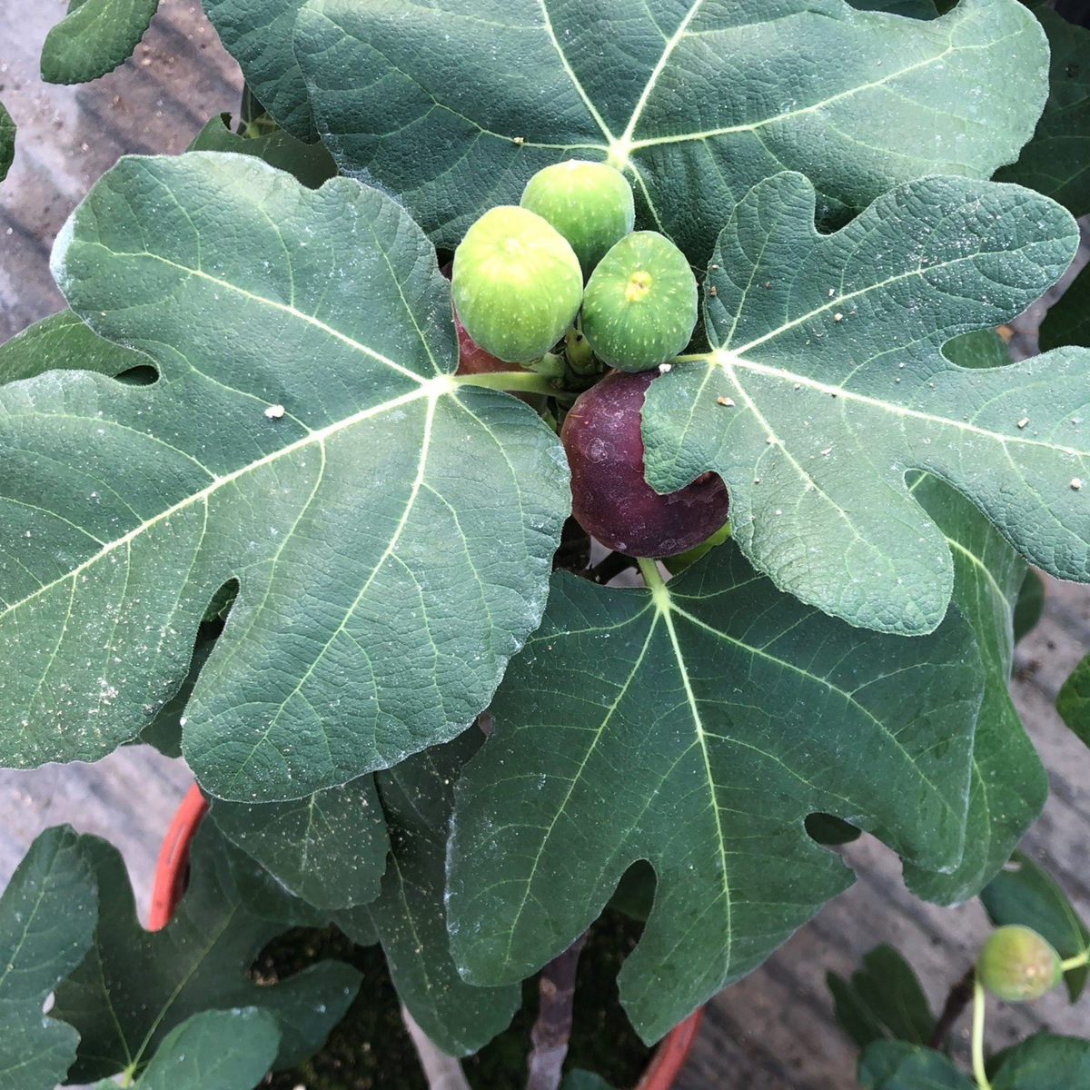 Close-up of a Fignomenal Fig plant featuring green, unripe figs and one dark purple, ripe fig nestled among large, deeply lobed green leaves.