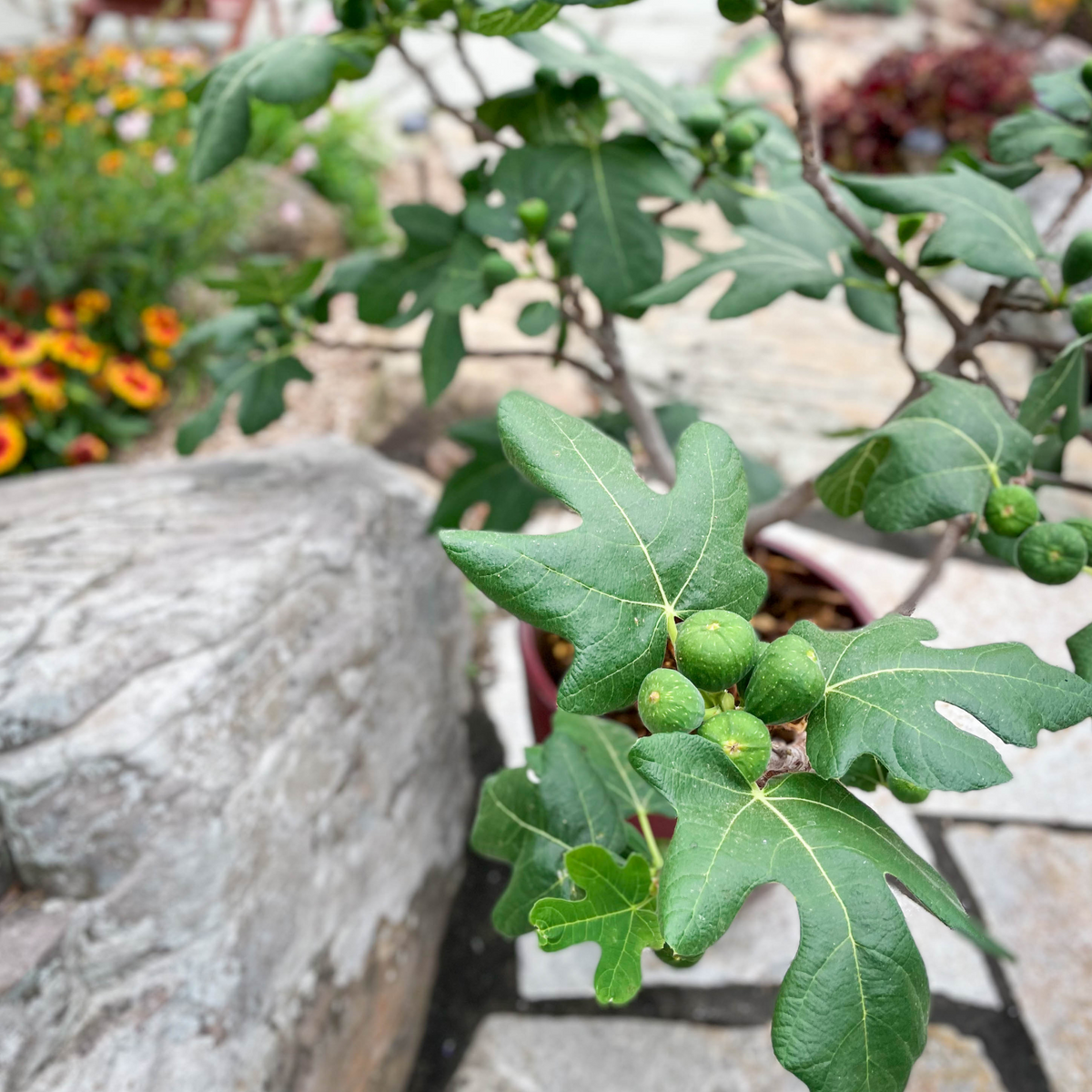 Close-up of a potted Fignomenal Fig tree with small green figs growing at the center of large, lobed green leaves, set on a stone patio with colorful garden flowers blurred in the background.