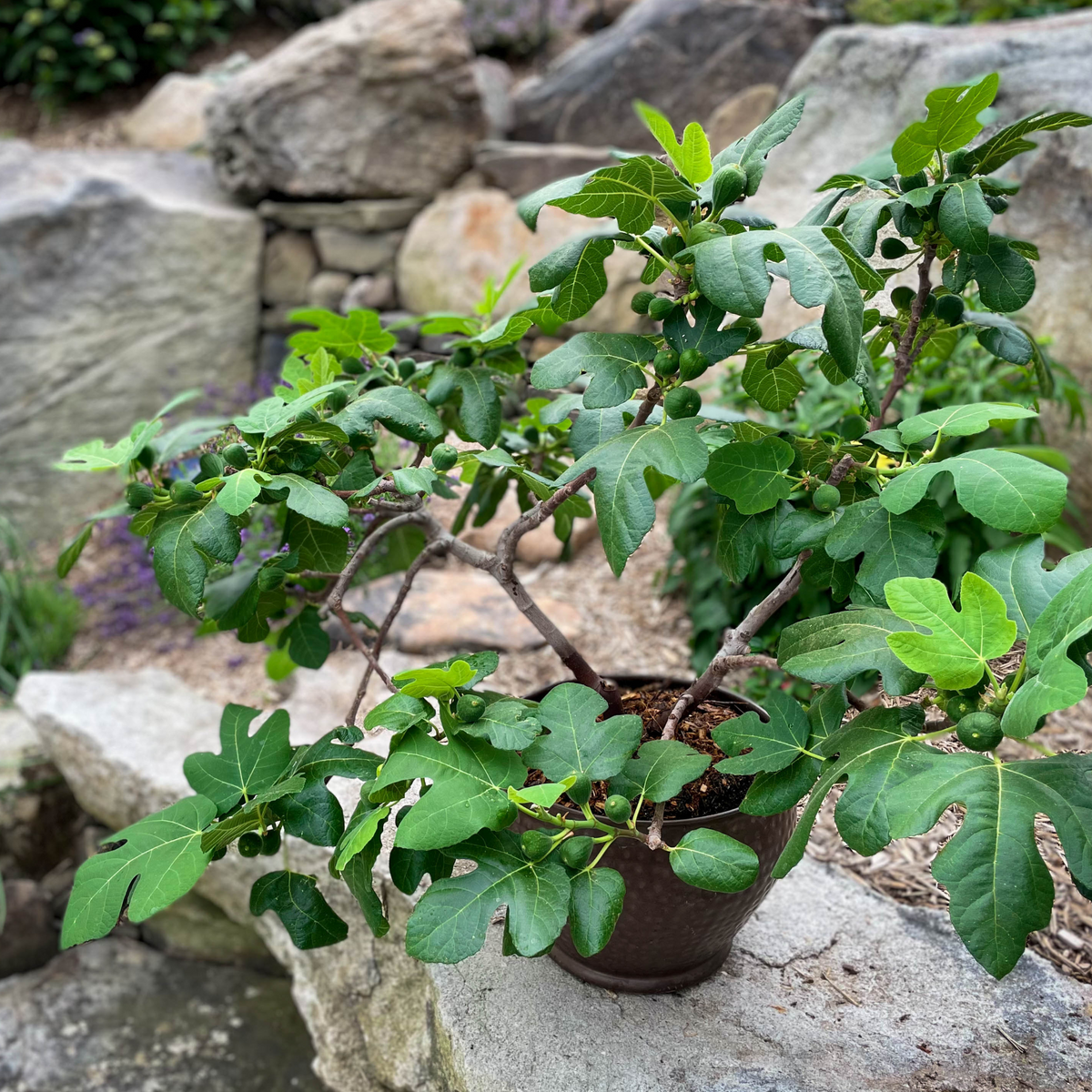 A dwarf Fignomenal Fig plant grown in a dark plastic pot, bearing small green figs amidst lobed green leaves, sitting on a stone wall in an outdoor garden.