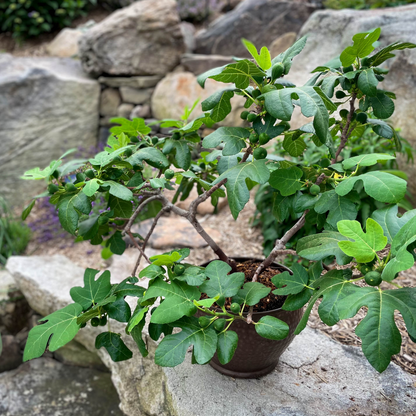 A dwarf Fignomenal Fig plant grown in a dark plastic pot, bearing small green figs amidst lobed green leaves, sitting on a stone wall in an outdoor garden.