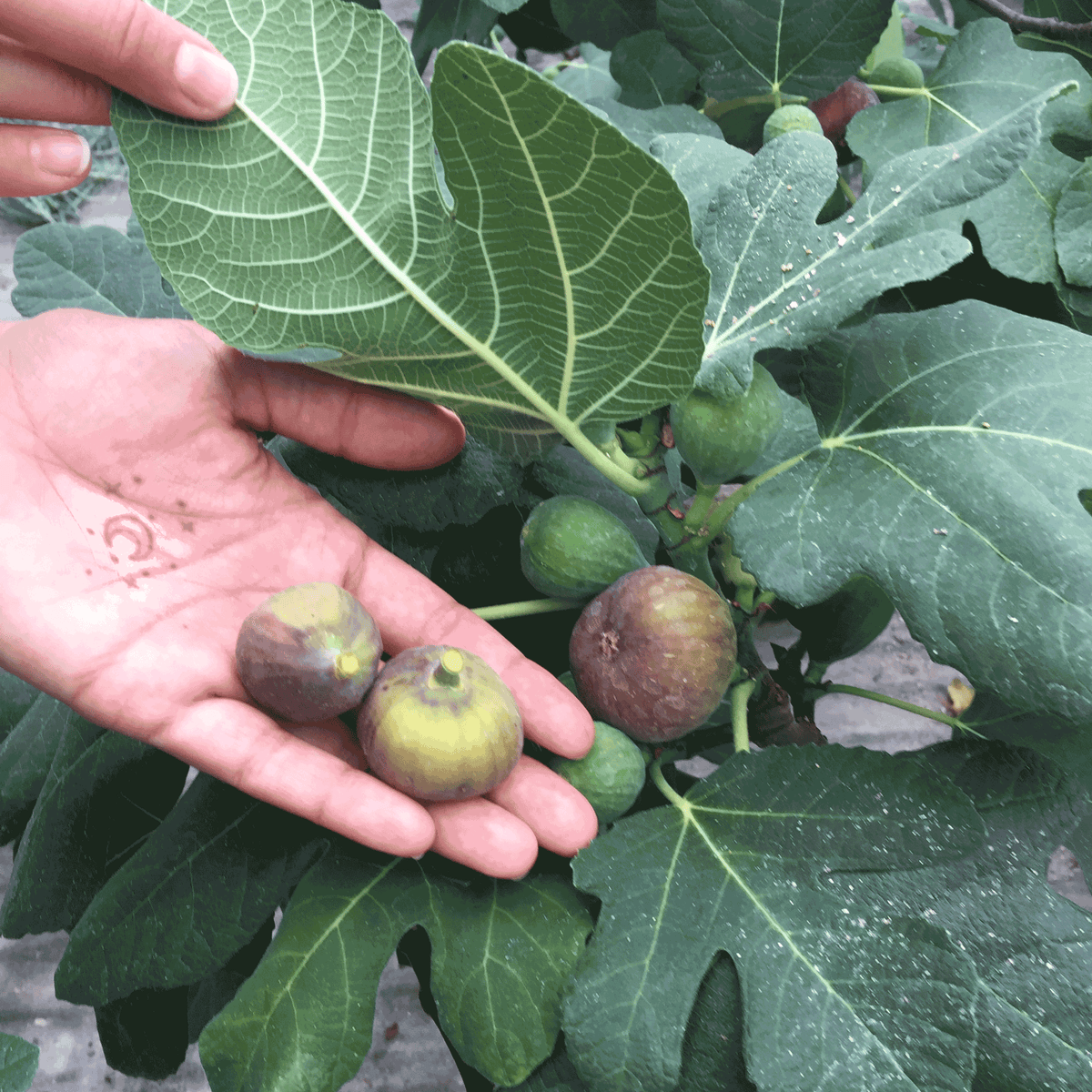 Close-up of a gardener holding two harvested figs in an open hand next to a Fignomenal Fig plant with green and dark ripening figs growing amongst broad foliage.