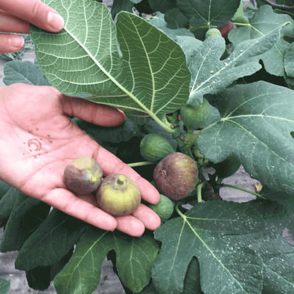 Close-up of a gardener holding two harvested figs in an open hand next to a Fignomenal Fig plant with green and dark ripening figs growing amongst broad foliage.