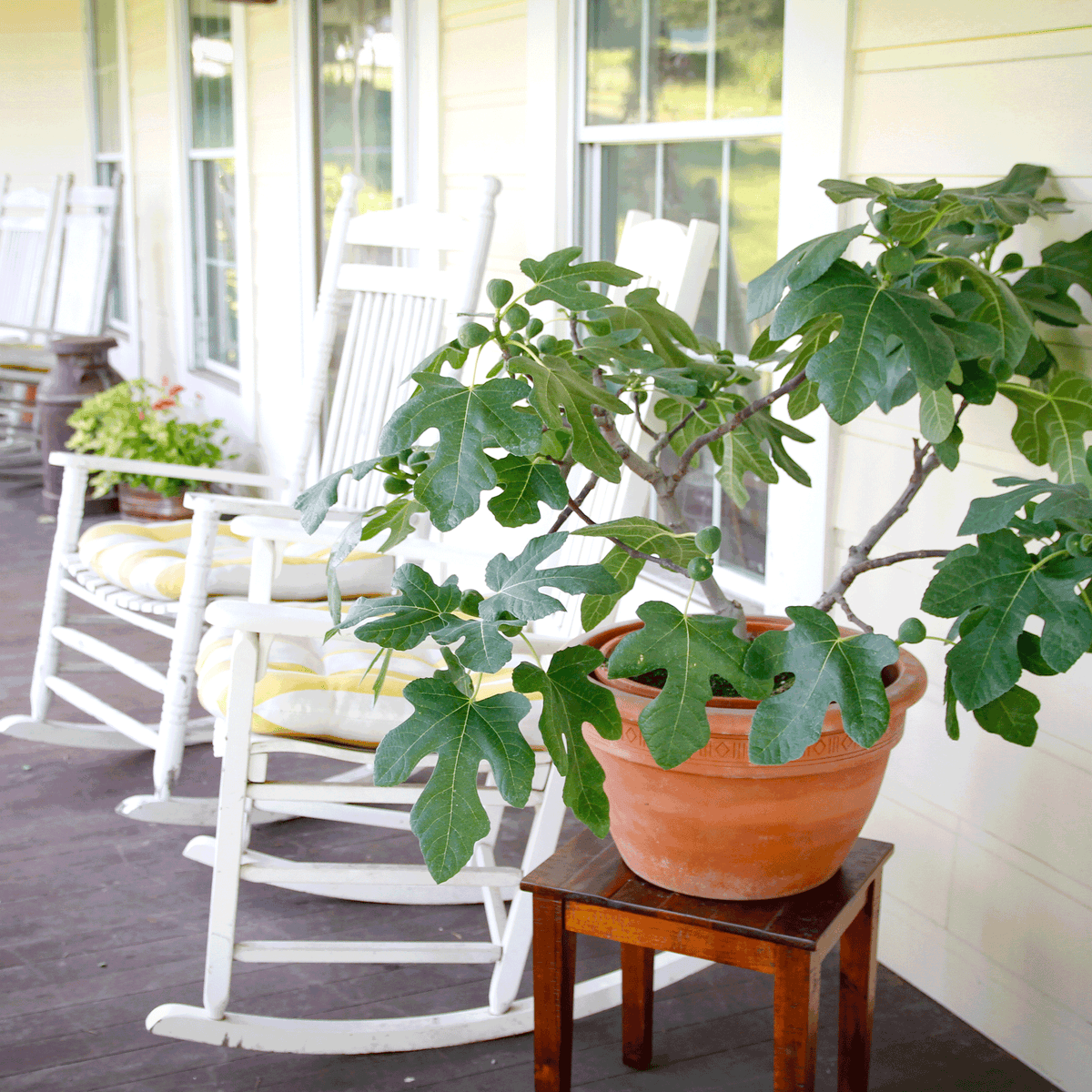 A potted Fignomenal Fig tree sitting on a dark wooden stool on a porch, bearing green foliage and small figs, next to white rocking chairs with yellow cushions.