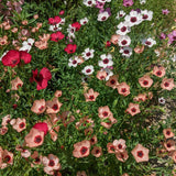 Vibrant garden bed filled with blooming Charmer Blend flax flowers in pastel peach, bright crimson, and white with dark centers against green foliage in direct sunlight.