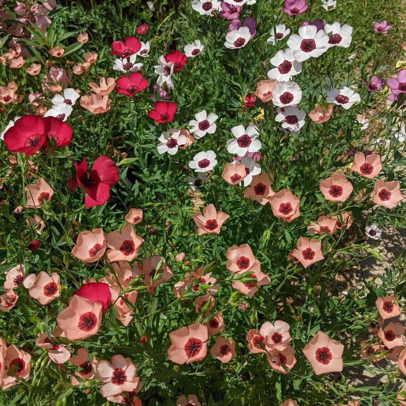 Vibrant garden bed filled with blooming Charmer Blend flax flowers in pastel peach, bright crimson, and white with dark centers against green foliage in direct sunlight.