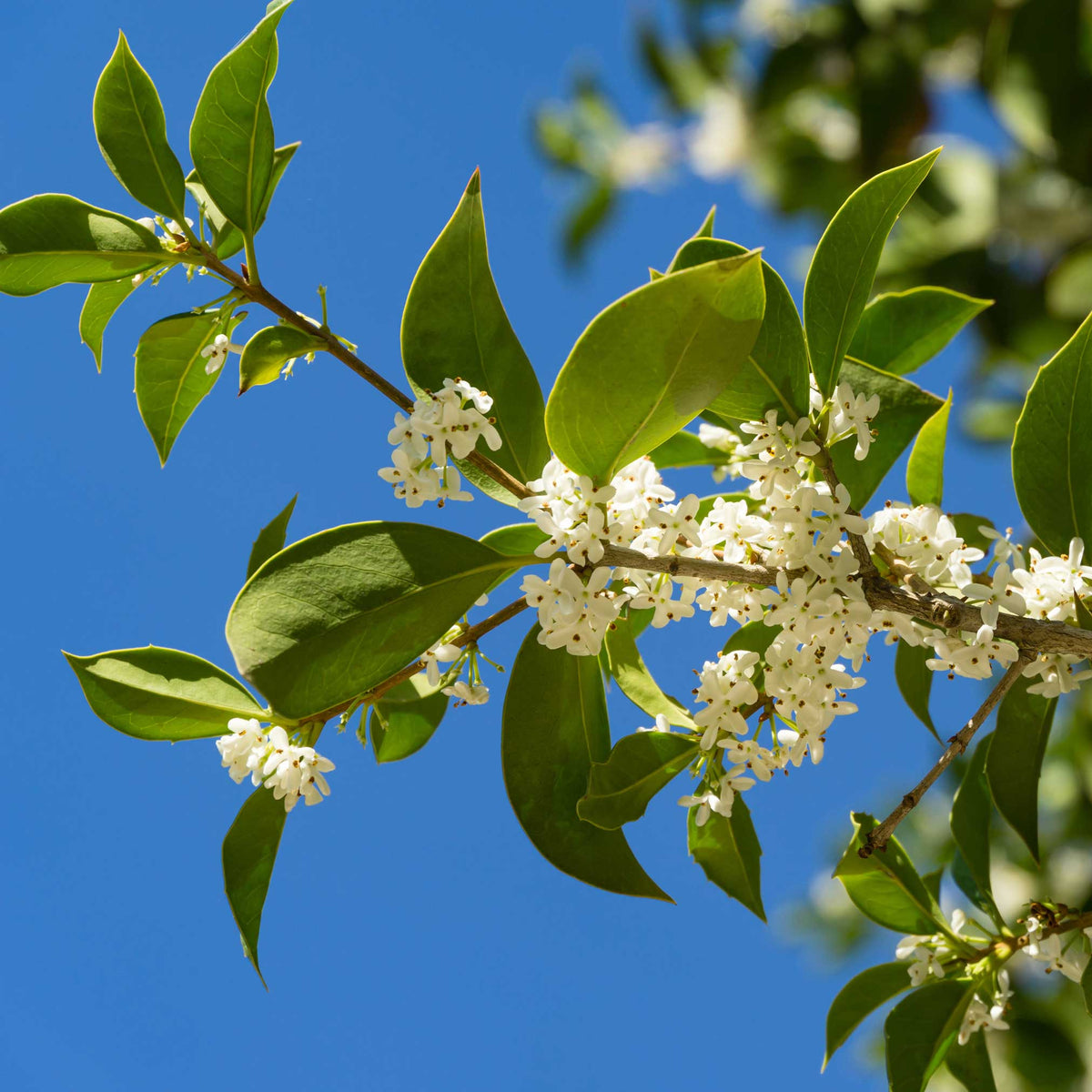 Branch of Fragrant Tea Olive tree with green leaves and white flowers against a clear blue sky.