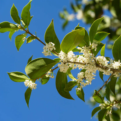 Branch of Fragrant Tea Olive tree with green leaves and white flowers against a clear blue sky.