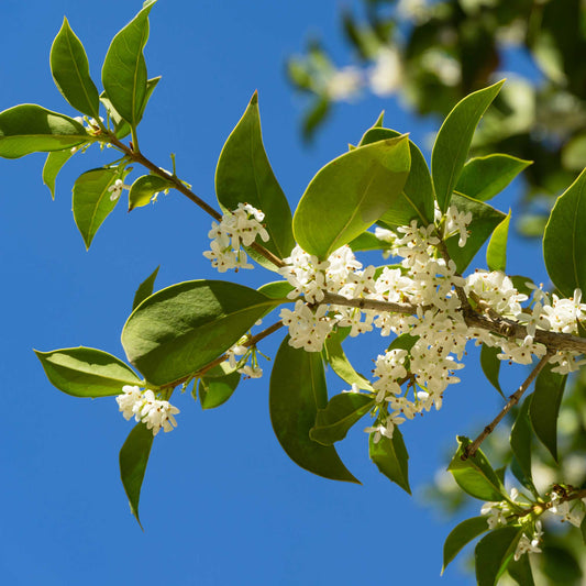 Branch of Fragrant Tea Olive tree with green leaves and white flowers against a clear blue sky.