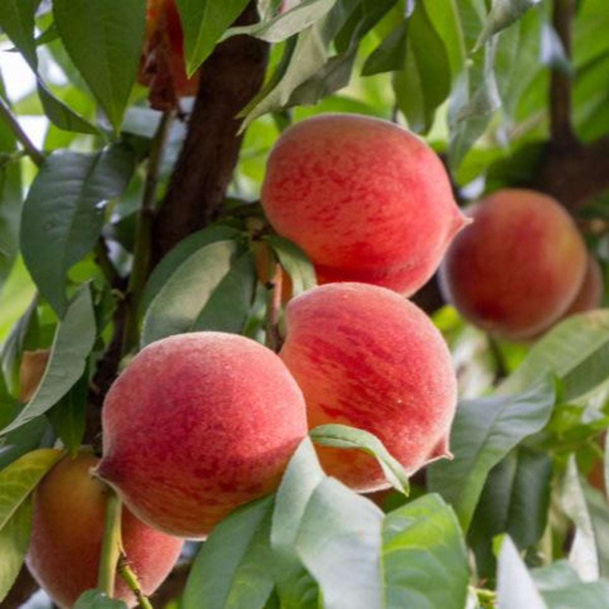 Close-up of ripe, fuzzy reddish-yellow Frost peaches hanging on a tree branch among green leaves.