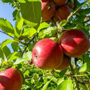 Close-up of ripe, red apples hanging on leafy green branches of a Fuji Apple Tree against a bright blue sky.