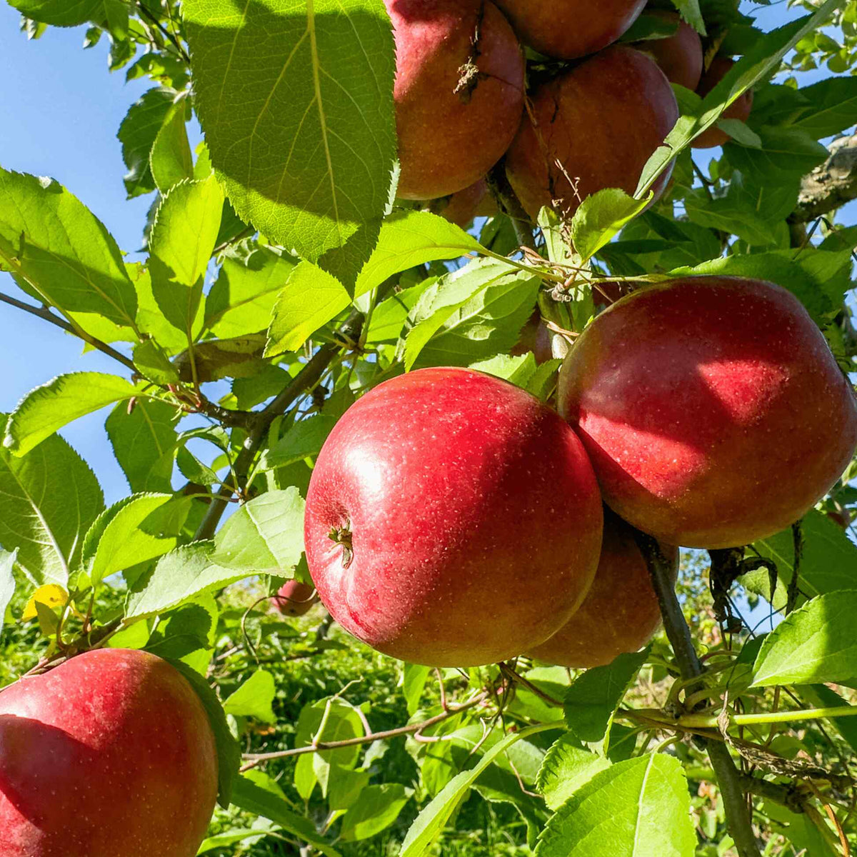 Close-up of ripe, red apples hanging on leafy green branches of a Fuji Apple Tree against a bright blue sky.