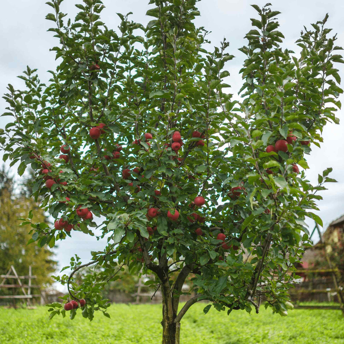 Full view of a mature Fuji Apple Tree growing in a grassy lawn, heavy with bright red apples throughout its leafy branches.