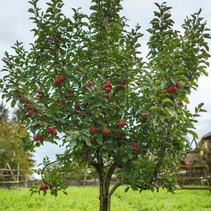 Full view of a mature Fuji Apple Tree growing in a grassy lawn, heavy with bright red apples throughout its leafy branches.