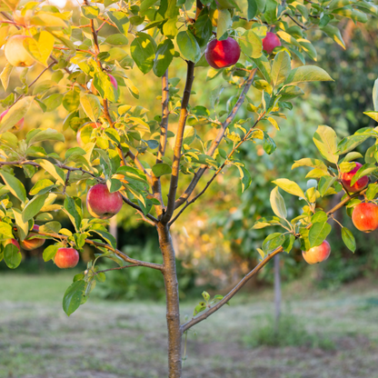 Young Fuji Apple Tree with crisp red and yellow apples growing on branches in an orchard setting.