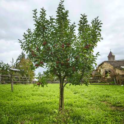 Mature Fuji Apple Tree bearing red apples in a grassy yard.