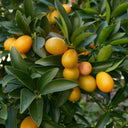 Ripe oval Fukushu kumquats hanging on a leafy tree branch.