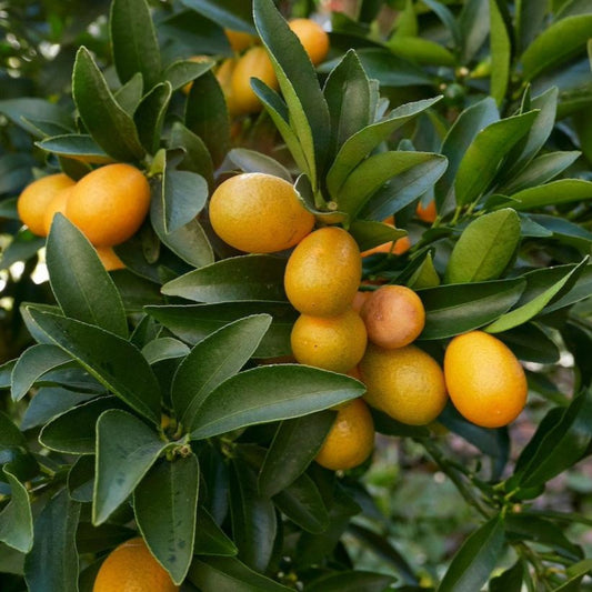 Ripe oval Fukushu kumquats hanging on a leafy tree branch.