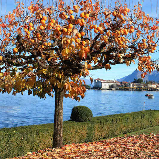Mature Fuyu Persimmon Tree heavy with bright orange fruit and autumn foliage, growing along a scenic lakefront with mountains and buildings in the background.