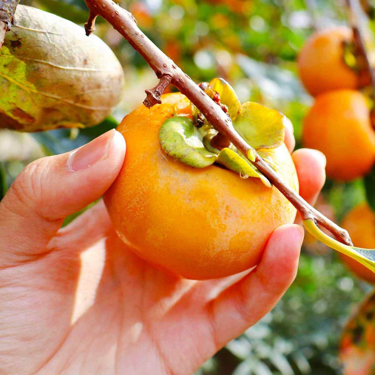 Close-up view of a hand holding a ripe orange Fuyu Persimmon attached to a tree branch with additional persimmon fruits blurred in the background.