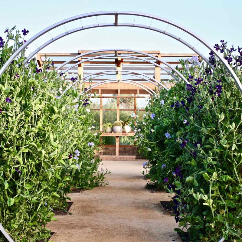 White metal circular Gracie Modern Arbor framing a pathway lined with sweet pea plants in a garden setting