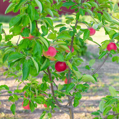 Close-up of bright red apples growing among leafy branches on a Gala Apple Tree with a soft-focus background.