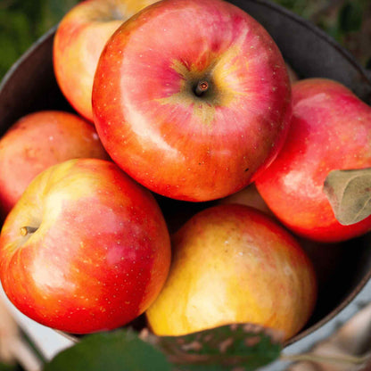 Close-up of fresh, ripe red and yellow Gala apples filling a dark container, harvested from a Gala Apple Tree.